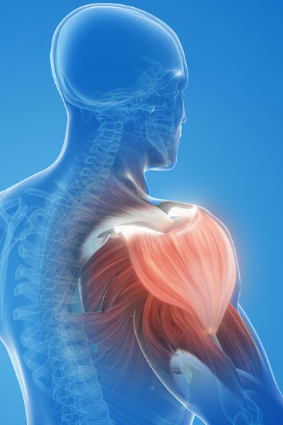 Illustration highlighting the shoulder muscles